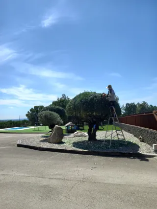 Limpieza jardines parcelas poda en altura
