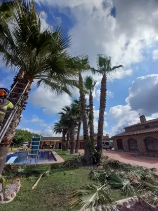 Limpieza jardines parcelas poda en altura