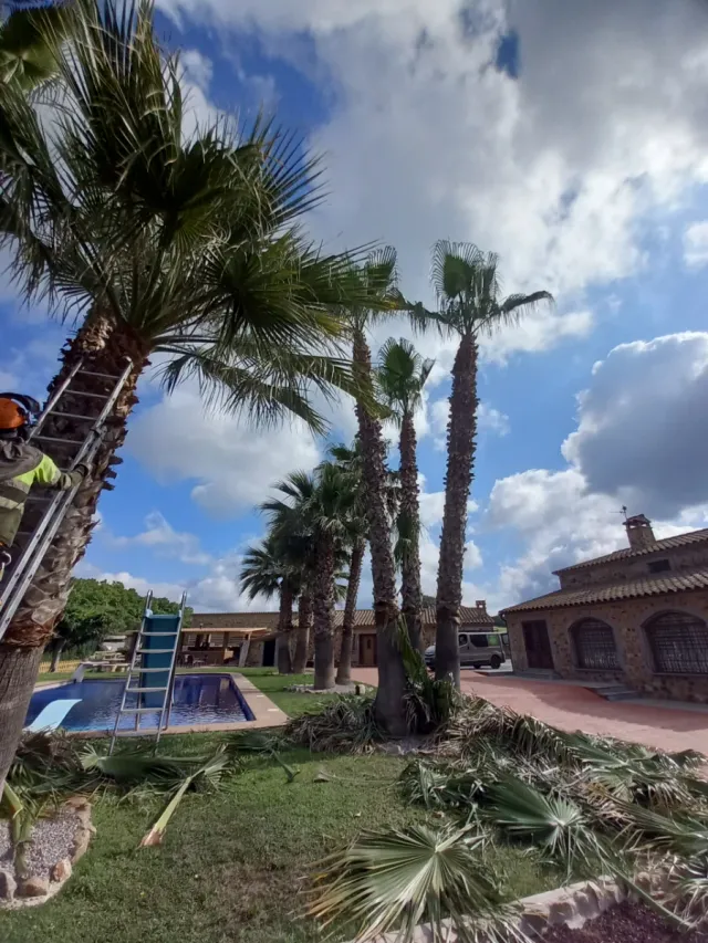 Limpieza jardines parcelas poda en altura