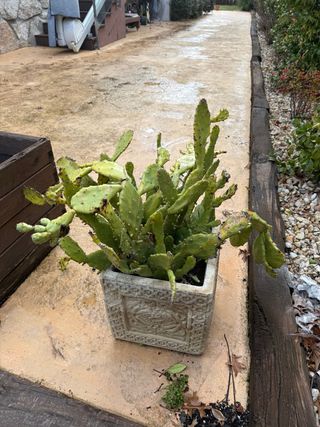 Cactus con jardinera decorada