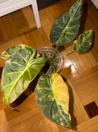 Alocasia Regal Shield Variegata