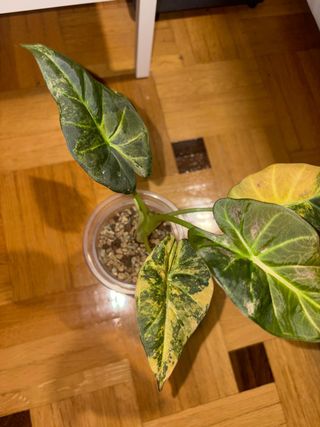 Alocasia Regal Shield Variegata