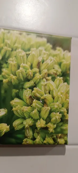 Conjunto 4 cuadros 20x20 foto en lienzo con marco