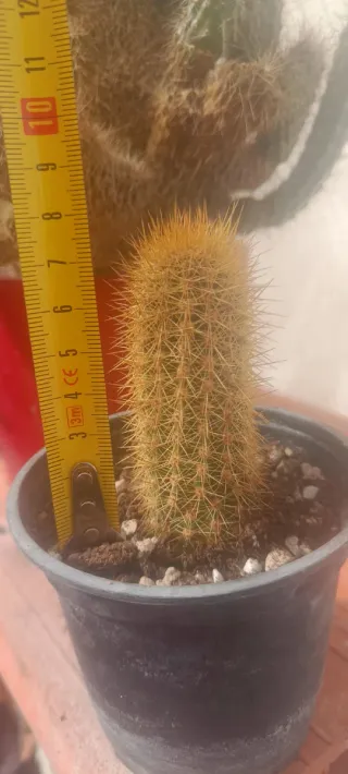 Cactus Hildewinteria Otto Schultz
