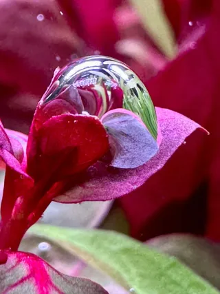 Lote 5 plantas de acuario variadas y coloridas