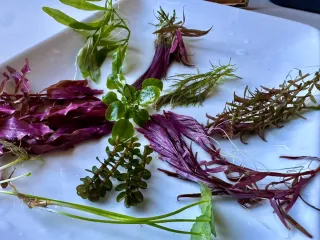 Lote 5 plantas de acuario variadas y coloridas