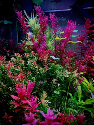 Lote 12 Plantas de acuario coloridas y variadas