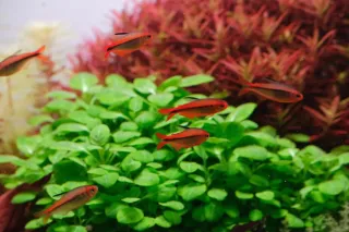 Lote 12 Plantas de acuario coloridas y variadas