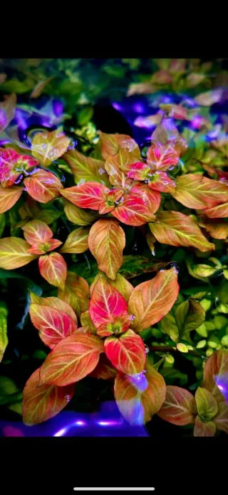 Lote 12 Plantas de acuario coloridas y variadas