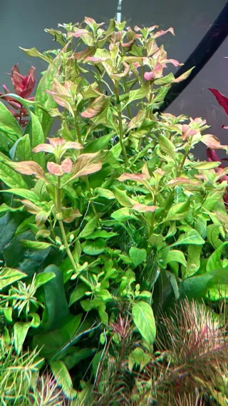 Lote 12 Plantas de acuario coloridas y variadas