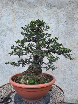 Acebuche bonsai