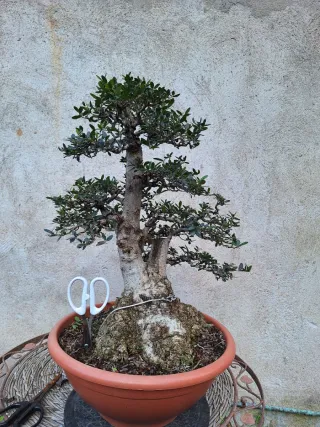 Acebuche bonsai