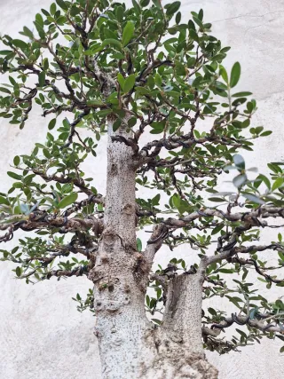 Acebuche bonsai