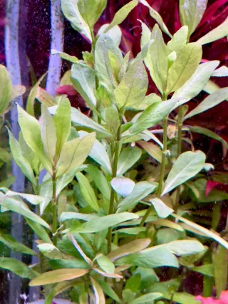 Lote 3 plantas de acuario coloridas y variadas