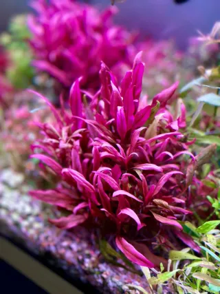 Lote 3 plantas de acuario coloridas y variadas