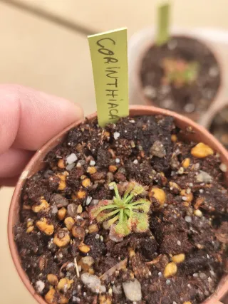 Pack 5 Plantas Carnívoras Drosera