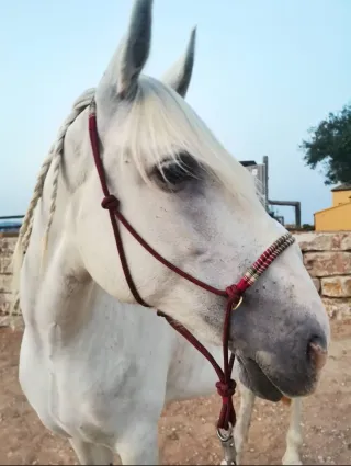 Cabestro con nudos y cuerda