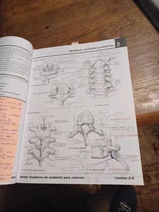 Netter Cuaderno de anatomía para colorear (2ª ed.)