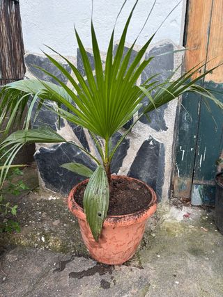 Palmera Washingtonia en maceta