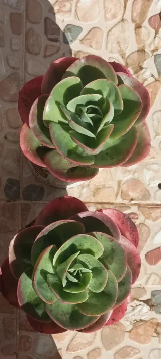 Echeveria Mandala Cactus
