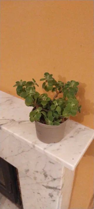 Planta aromática Plectranthus