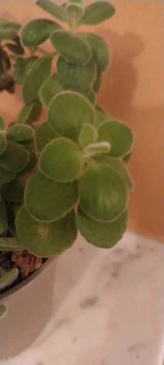 Planta aromática Plectranthus