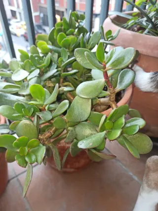 12e Maceta de terracota grande + árbol de Jade