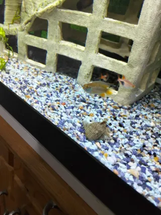 Acuario completo con decoración