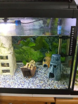 Acuario completo con decoración