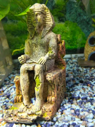 Acuario completo con decoración