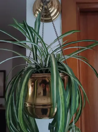 Macetero colgante metal dorado