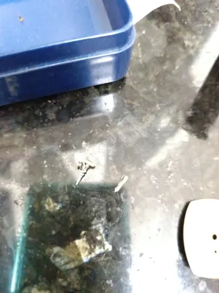 Esfera Omega Constellation Antimagnética Dorada