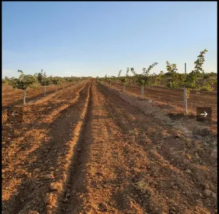 Finca de pistachos en Huelva - 6.5 Hectáreas