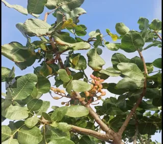 Finca de pistachos en Huelva - 6.5 Hectáreas