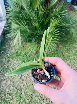 Vanda “Yellow Tiger”
