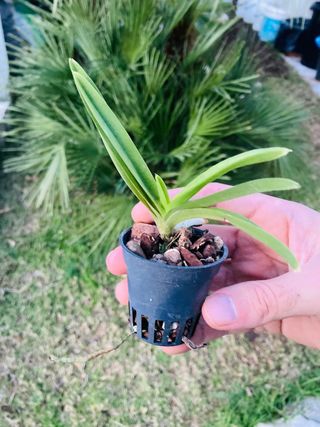 Vanda “Yellow Tiger”