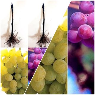 2 Parras Uvas Sin Semilla (1 Blanca + 1 Roja)