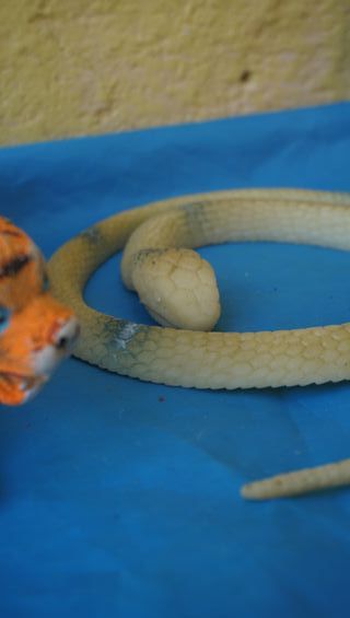 Lote 5 animales vintage: tigre, jirafa, perro etc