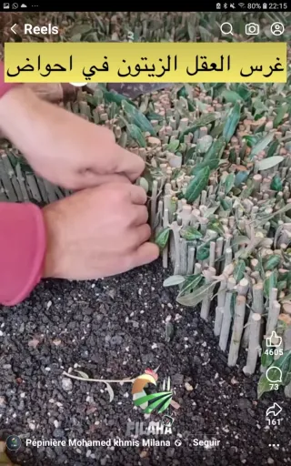 ▪Estaquillas de Olivo Varias Variedades▪