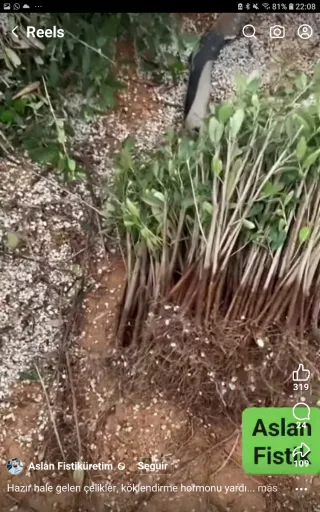 ▪Estaquillas de Olivo Varias Variedades▪