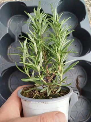 Planta de Romero, plantas aromáticas