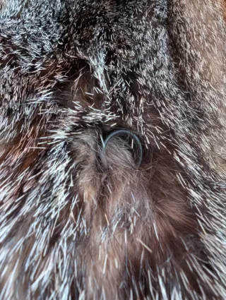 Chaquetón de zorro de Virginia