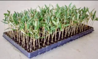 ▪Olivos en estaquillas varias variedades.