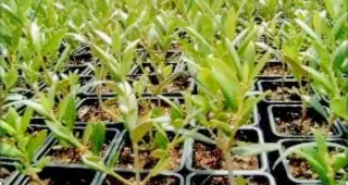 ▪Olivos en estaquillas varias variedades.