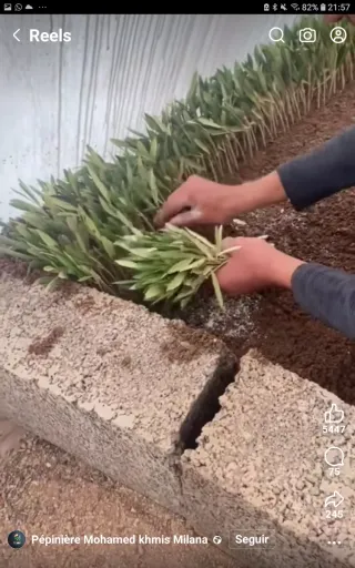 ▪Olivos en estaquillas varias variedades.