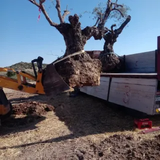 Arranque de olivos y limpieza de fincas