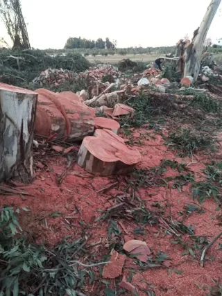 Arranque de olivos y limpieza de fincas