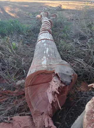 Arranque de olivos y limpieza de fincas