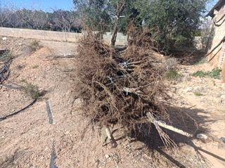 Plantones de Avellano