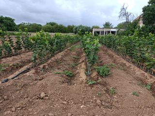 Plantones de Avellano